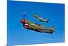 A P-40E Warhawk and a P-51D Mustang Kimberly Kaye in Flight-null-Mounted Photographic Print