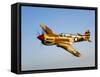 A P-40N Warhawk in Flight-Stocktrek Images-Framed Stretched Canvas