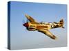 A P-40N Warhawk in Flight-Stocktrek Images-Stretched Canvas