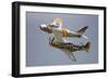 A P-51 Mustang and F-86 Sabre of the Warbird Heritage Foundation-null-Framed Photographic Print