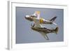 A P-51 Mustang and F-86 Sabre of the Warbird Heritage Foundation-null-Framed Photographic Print