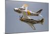 A P-51 Mustang and F-86 Sabre of the Warbird Heritage Foundation-null-Mounted Photographic Print