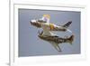 A P-51 Mustang and F-86 Sabre of the Warbird Heritage Foundation-null-Framed Photographic Print