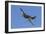 A P-51 Mustang Flies by at Stead Field, Nevada-Stocktrek Images-Framed Photographic Print