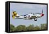 A P-51 Mustang Takes Off from Oshkosh, Wisconsin-Stocktrek Images-Framed Stretched Canvas