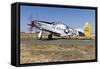 A P-51 Mustang Taxiing at Vacaville, California-Stocktrek Images-Framed Stretched Canvas