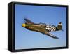 A P-51A Mustang in Flight-Stocktrek Images-Framed Stretched Canvas