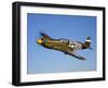 A P-51A Mustang in Flight-Stocktrek Images-Framed Photographic Print