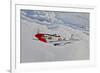 A P-51D Mustang in Flight Near Hollister, California-null-Framed Photographic Print