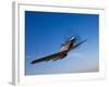 A P-51D Mustang in Flight-Stocktrek Images-Framed Photographic Print