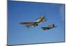 A P-51D Mustang Kimberly Kaye and a P-40E Warhawk in Flight-null-Mounted Photographic Print