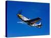 A P-51D Mustang Kimberly Kaye in Flight-Stocktrek Images-Stretched Canvas