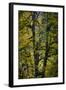 A Pacific Northwest Forest in Peak Fall Color Along the Nooksack River in Washington-Jay Goodrich-Framed Photographic Print