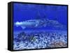 A Pack of Blue Marlin Swimming with Two Siamese Tigerfish-Stocktrek Images-Framed Stretched Canvas