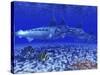 A Pack of Blue Marlin Swimming with Two Siamese Tigerfish-Stocktrek Images-Stretched Canvas