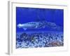 A Pack of Blue Marlin Swimming with Two Siamese Tigerfish-Stocktrek Images-Framed Photographic Print