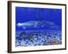 A Pack of Blue Marlin Swimming with Two Siamese Tigerfish-Stocktrek Images-Framed Photographic Print