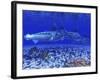 A Pack of Blue Marlin Swimming with Two Siamese Tigerfish-Stocktrek Images-Framed Photographic Print