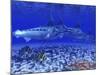 A Pack of Blue Marlin Swimming with Two Siamese Tigerfish-Stocktrek Images-Mounted Photographic Print