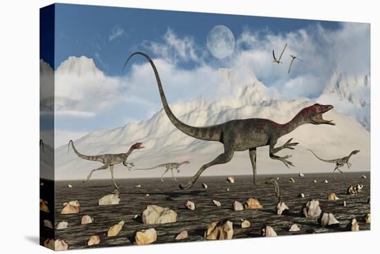 A Pack of Carnivorous Compsognathus Dinosaurs During Earth's Jurassic Period-Stocktrek Images-Stretched Canvas