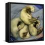 A Pack of Ferrets Clockwise from Top, Chewbacca, Hobart, Dixie B, Wolfgang Amadeaus Motzart-Carolyn Kaster-Framed Stretched Canvas