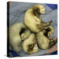 A Pack of Ferrets Clockwise from Top, Chewbacca, Hobart, Dixie B, Wolfgang Amadeaus Motzart-Carolyn Kaster-Stretched Canvas