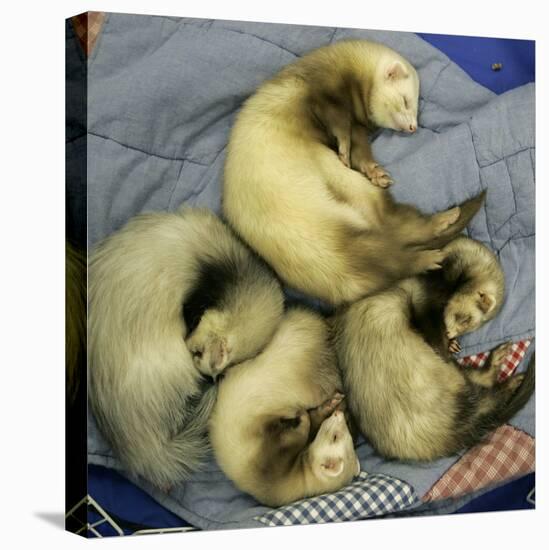 A Pack of Ferrets Clockwise from Top, Chewbacca, Hobart, Dixie B, Wolfgang Amadeaus Motzart-Carolyn Kaster-Stretched Canvas