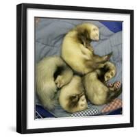 A Pack of Ferrets Clockwise from Top, Chewbacca, Hobart, Dixie B, Wolfgang Amadeaus Motzart-Carolyn Kaster-Framed Premium Photographic Print