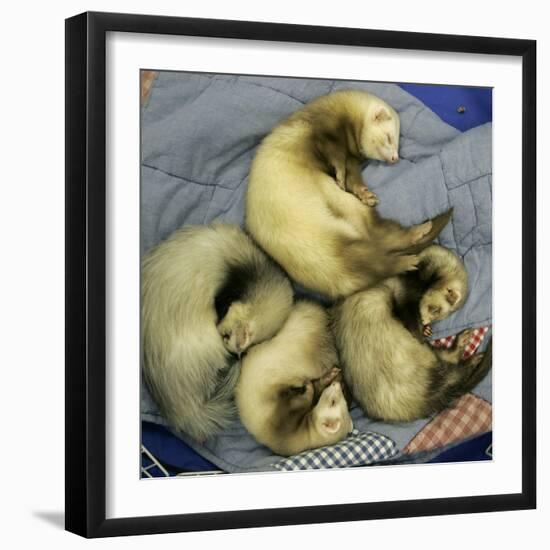 A Pack of Ferrets Clockwise from Top, Chewbacca, Hobart, Dixie B, Wolfgang Amadeaus Motzart-Carolyn Kaster-Framed Premium Photographic Print