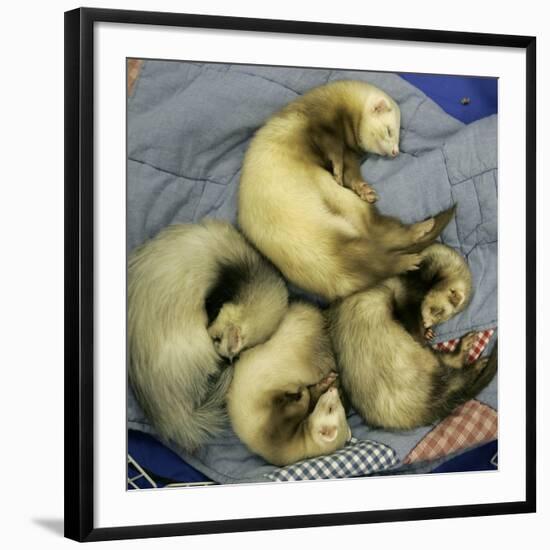 A Pack of Ferrets Clockwise from Top, Chewbacca, Hobart, Dixie B, Wolfgang Amadeaus Motzart-Carolyn Kaster-Framed Photographic Print