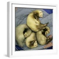 A Pack of Ferrets Clockwise from Top, Chewbacca, Hobart, Dixie B, Wolfgang Amadeaus Motzart-Carolyn Kaster-Framed Photographic Print