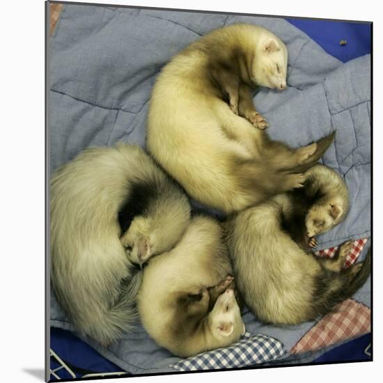 A Pack of Ferrets Clockwise from Top, Chewbacca, Hobart, Dixie B, Wolfgang Amadeaus Motzart-Carolyn Kaster-Mounted Photographic Print