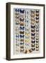 A packed plate of sixty-two butterflies, in five columns-Marian Ellis Rowan-Framed Giclee Print