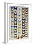 A packed plate of sixty-two butterflies, in five columns-Marian Ellis Rowan-Framed Giclee Print