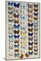 A packed plate of sixty-two butterflies, in five columns-Marian Ellis Rowan-Mounted Giclee Print