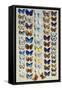 A packed plate of sixty-two butterflies, in five columns-Marian Ellis Rowan-Framed Stretched Canvas