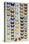 A packed plate of sixty-two butterflies, in five columns-Marian Ellis Rowan-Stretched Canvas