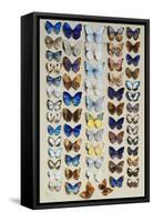 A packed plate of sixty-two butterflies-Marian Ellis Rowan-Framed Stretched Canvas