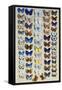 A packed plate of sixty-two butterflies-Marian Ellis Rowan-Framed Stretched Canvas