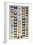 A packed plate of sixty-two butterflies-Marian Ellis Rowan-Framed Giclee Print