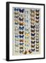 A packed plate of sixty-two butterflies-Marian Ellis Rowan-Framed Giclee Print