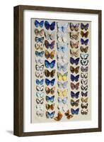 A packed plate of sixty-two butterflies-Marian Ellis Rowan-Framed Giclee Print