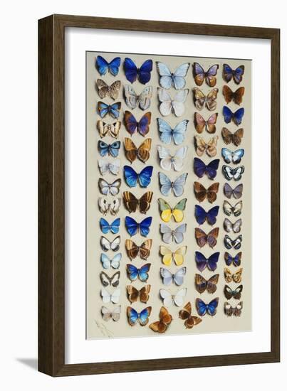 A packed plate of sixty-two butterflies-Marian Ellis Rowan-Framed Giclee Print