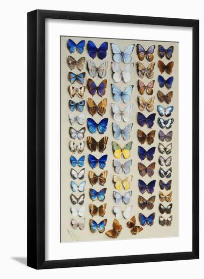 A packed plate of sixty-two butterflies-Marian Ellis Rowan-Framed Giclee Print