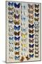 A packed plate of sixty-two butterflies-Marian Ellis Rowan-Mounted Giclee Print