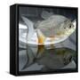 A Pacu, a Popular Tropical Fish Sold at Pet Shops, is Shown, August 7, 2002 in Atlanta-null-Framed Stretched Canvas