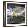 A Pacu, a Popular Tropical Fish Sold at Pet Shops, is Shown, August 7, 2002 in Atlanta-null-Framed Photographic Print
