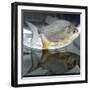 A Pacu, a Popular Tropical Fish Sold at Pet Shops, is Shown, August 7, 2002 in Atlanta-null-Framed Photographic Print