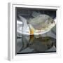 A Pacu, a Popular Tropical Fish Sold at Pet Shops, is Shown, August 7, 2002 in Atlanta-null-Framed Photographic Print