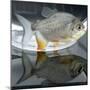 A Pacu, a Popular Tropical Fish Sold at Pet Shops, is Shown, August 7, 2002 in Atlanta-null-Mounted Photographic Print